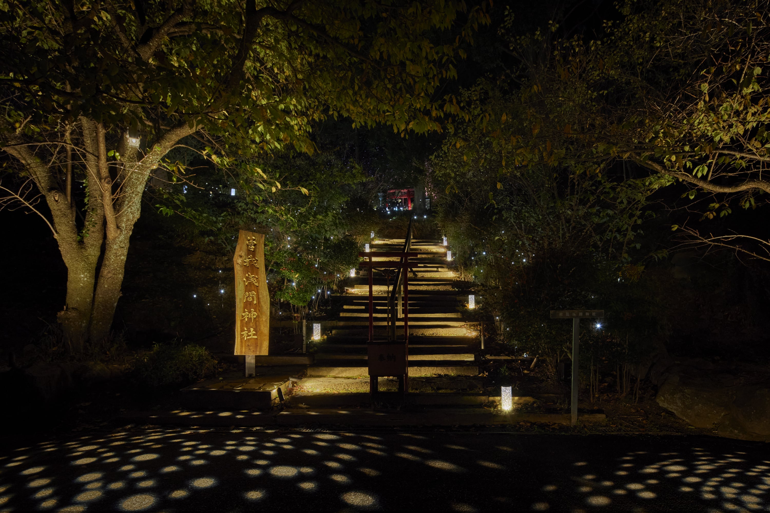 ACAO FOREST NIGHT WALK ～A PIECE OF THE SUN～