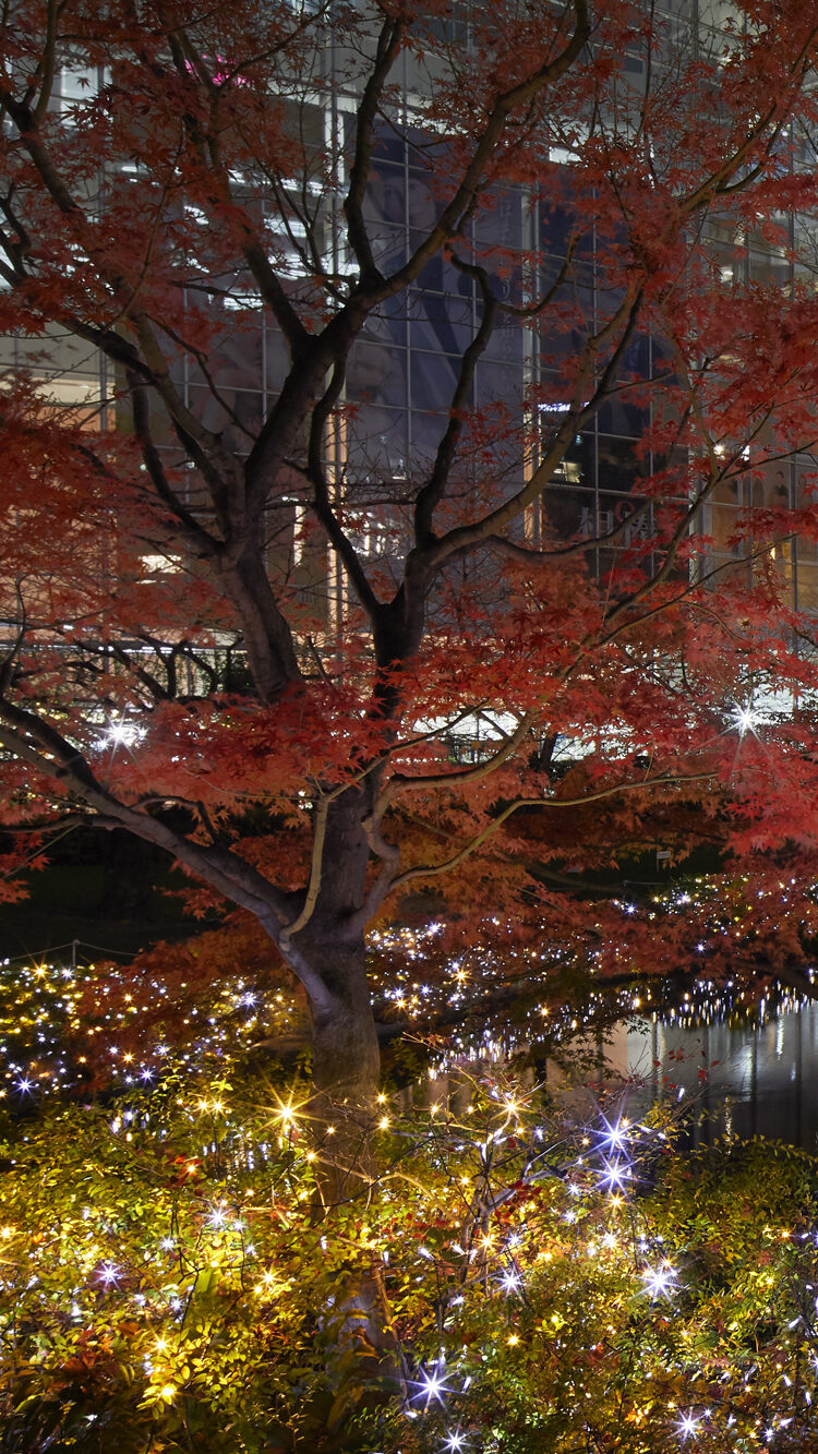 Roppongi Hills Christmas 2019　 毛利庭園イルミネーション