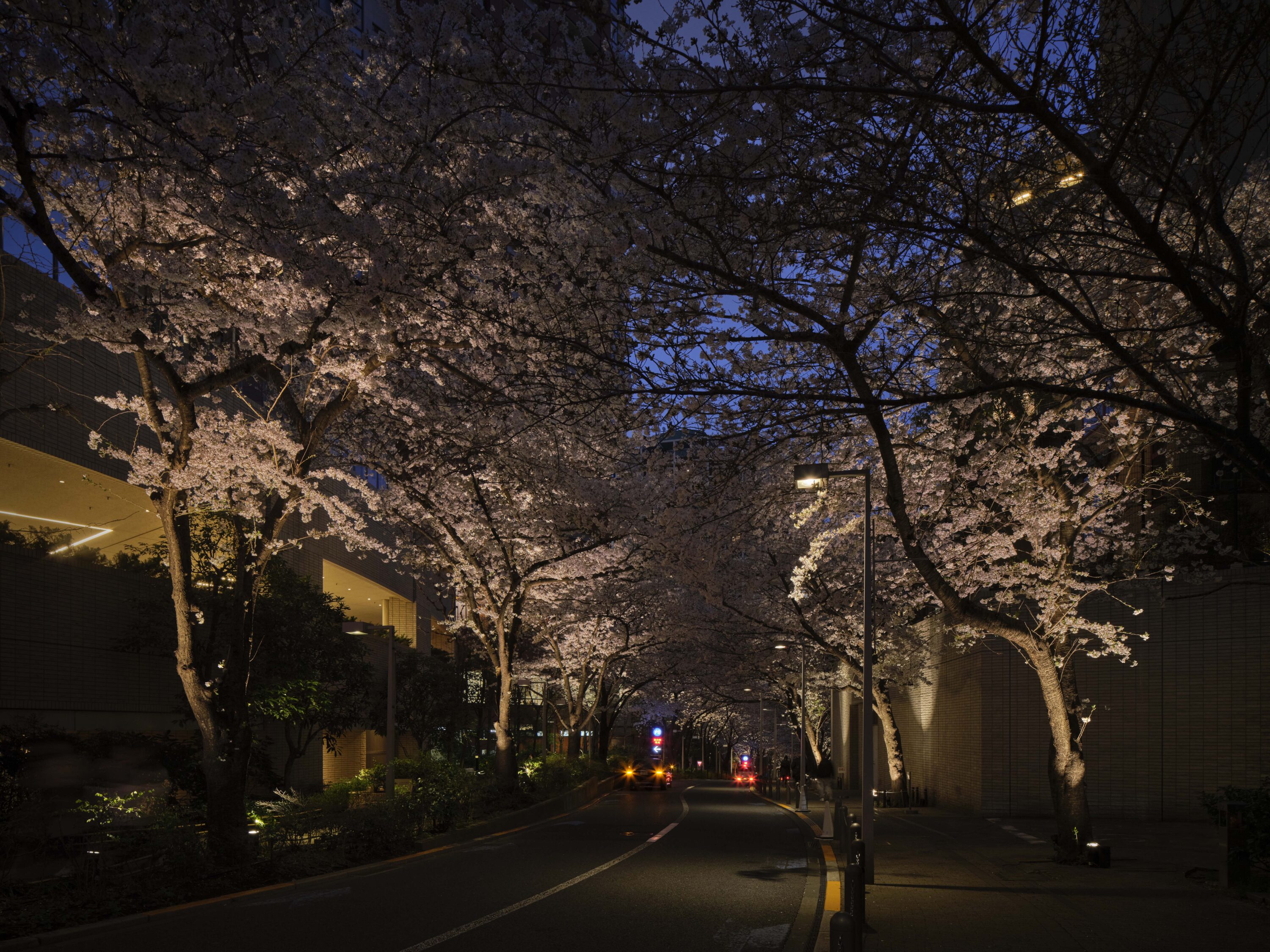 Roppongi Hills 桜のライトアップ 2025