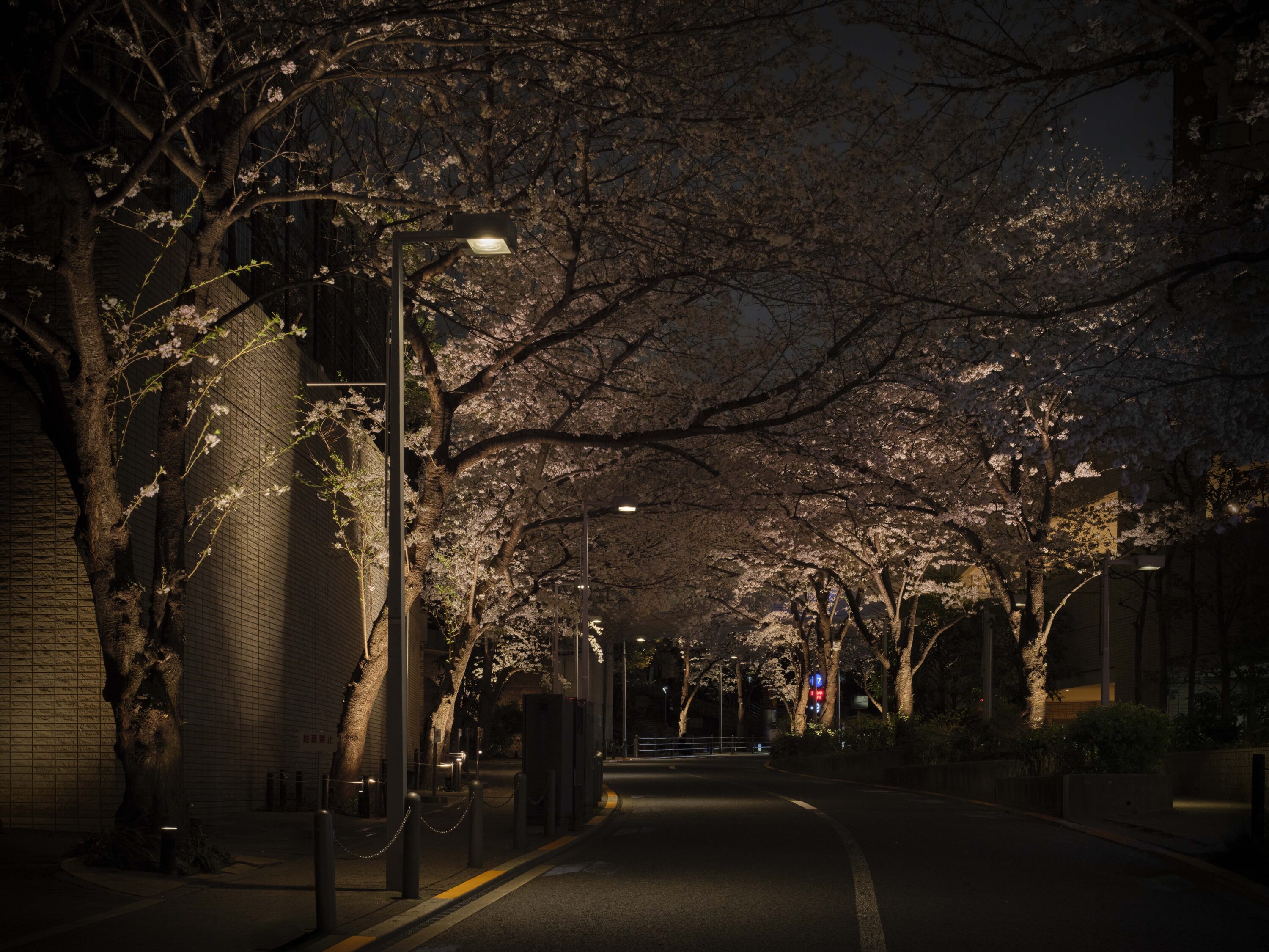 Roppongi Hills 桜のライトアップ 2025