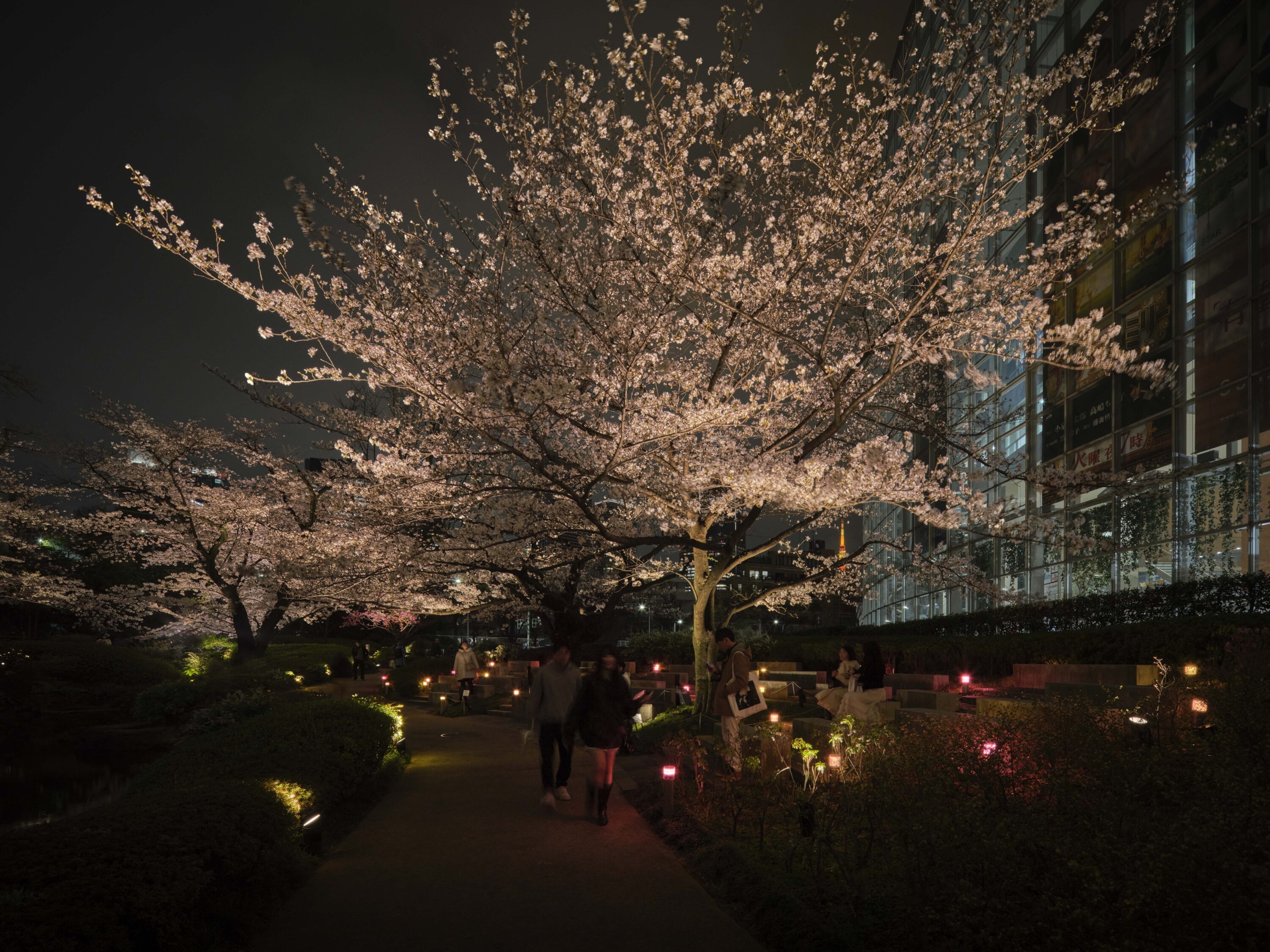Roppongi Hills 桜のライトアップ 2025