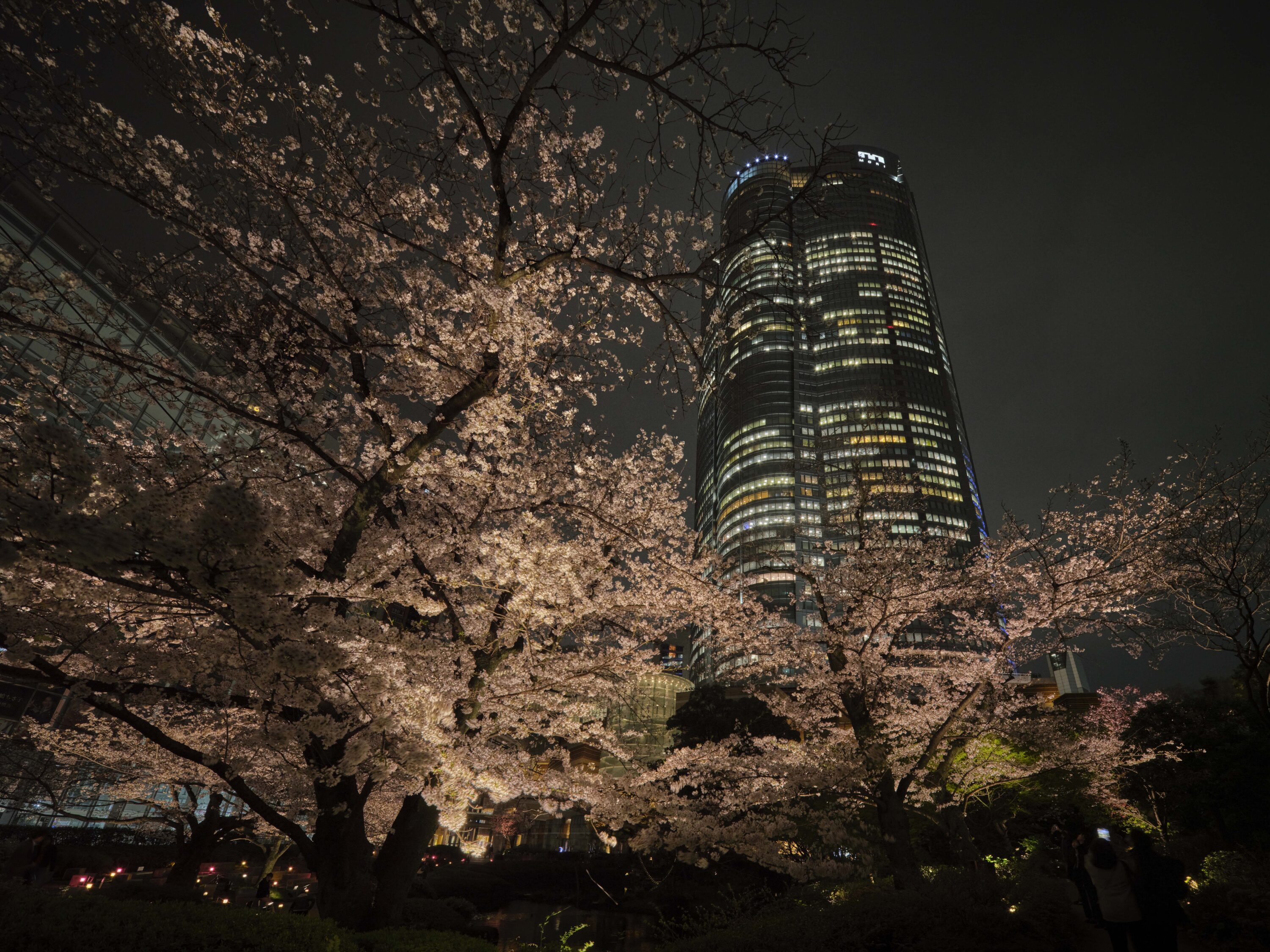 Roppongi Hills 桜のライトアップ 2025